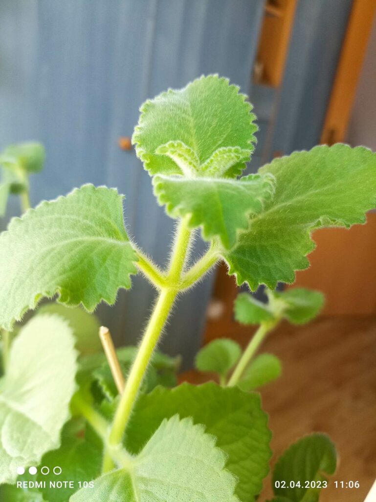 received_6246882502015921