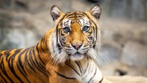 Nemecká ZOO usmrtila 3 mláďatá tigra amurského, ktorý žije v Rusku. Dôvod ?