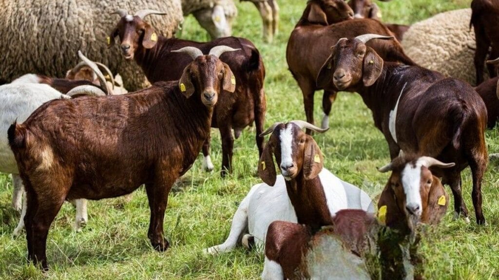 Francúzsko: Afganec čelí súdnemu procesu za znásilnenie kôz a oviec píše TEC